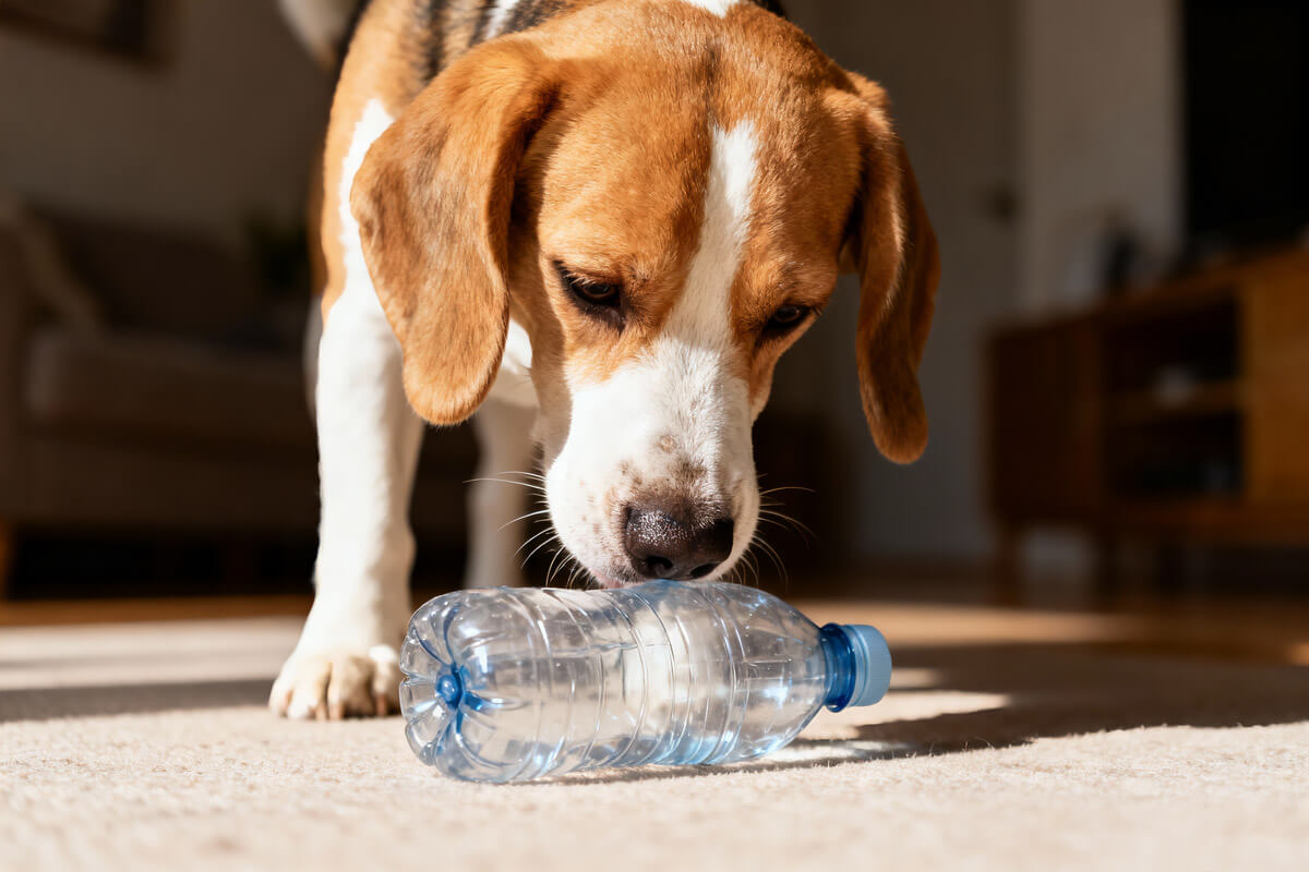 Dog using nose to find treats hidden in plastic bottles during scent work exercise